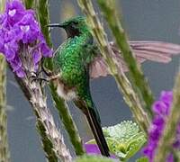 Green-tailed Trainbearer