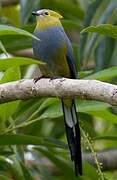 Long-tailed Silky-flycatcher