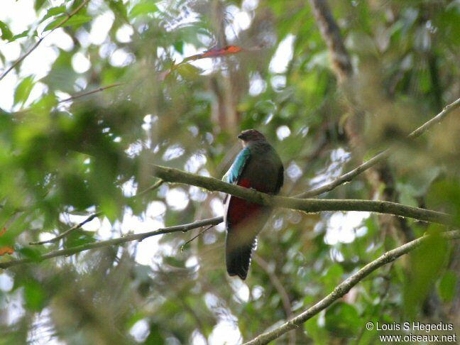 Crested Quetzal