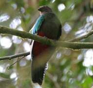 Crested Quetzal