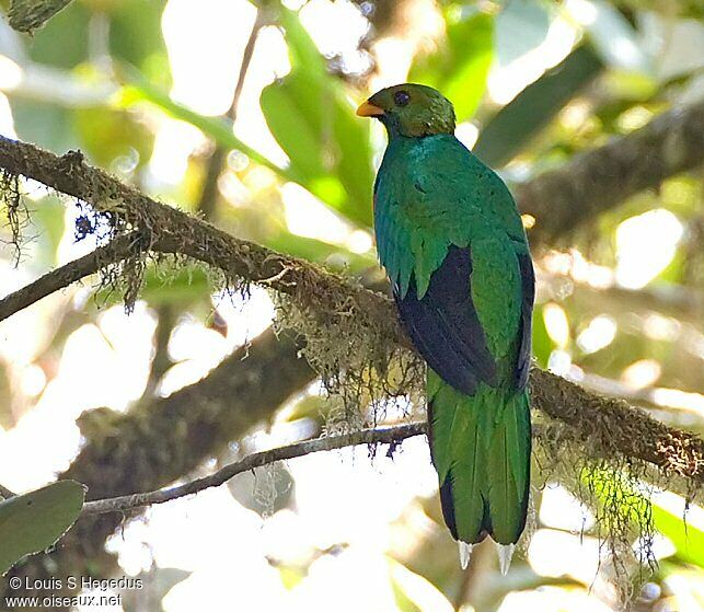 Quetzal doré