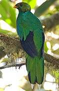 Golden-headed Quetzal