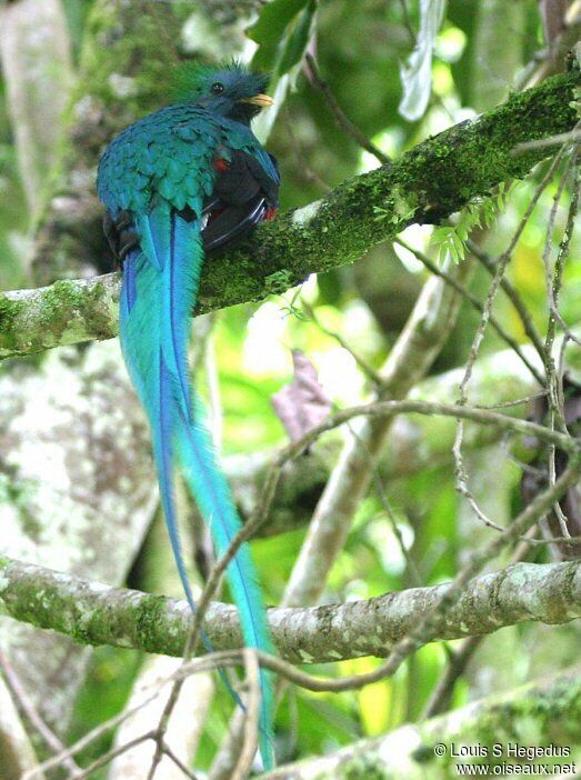 Quetzal resplendissant