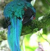 Quetzal resplendissant