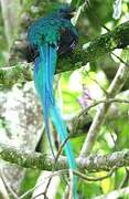 Resplendent Quetzal