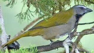 Buff-throated Saltator