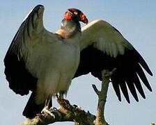 King Vulture