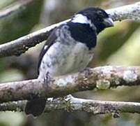 Variable Seedeater