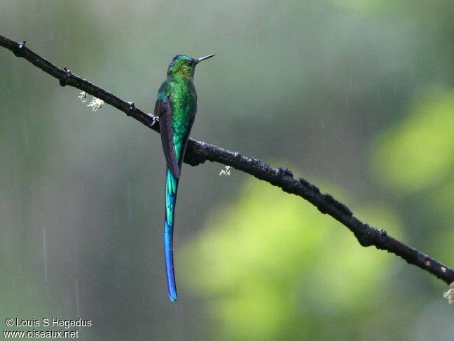 Long-tailed Sylph