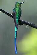 Long-tailed Sylph