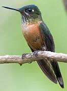 Long-tailed Sylph