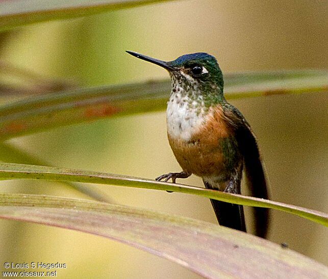 Violet-tailed Sylph