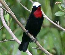 White-capped Tanager