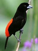 Scarlet-rumped Tanager