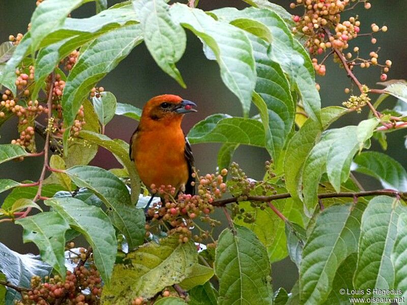 Flame-colored Tanager