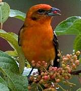 Flame-colored Tanager