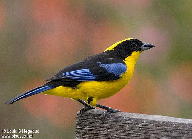 Blue-winged Mountain Tanager