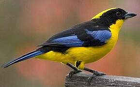 Blue-winged Mountain Tanager