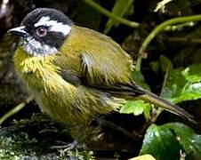 Sooty-capped Bush Tanager