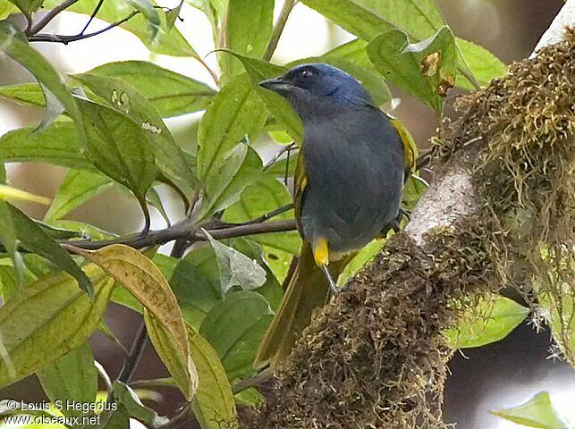 Tangara à tête bleue