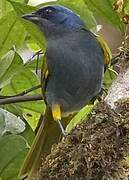 Blue-capped Tanager