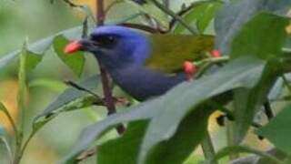 Blue-capped Tanager