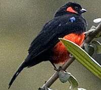 Scarlet-bellied Mountain Tanager