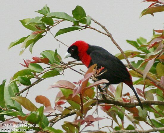 Crimson-collared Tanager