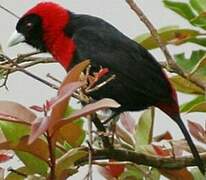 Crimson-collared Tanager