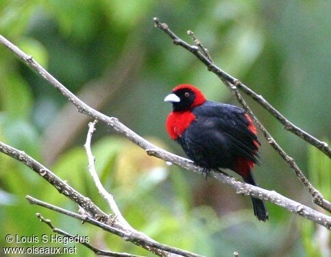 Crimson-collared Tanager