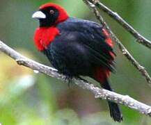 Crimson-collared Tanager