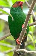 Grass-green Tanager