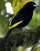 Flame-rumped Tanager