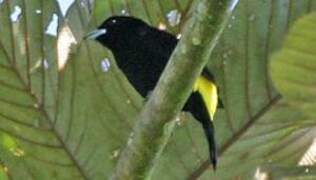 Flame-rumped Tanager