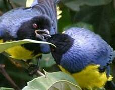 Hooded Mountain Tanager