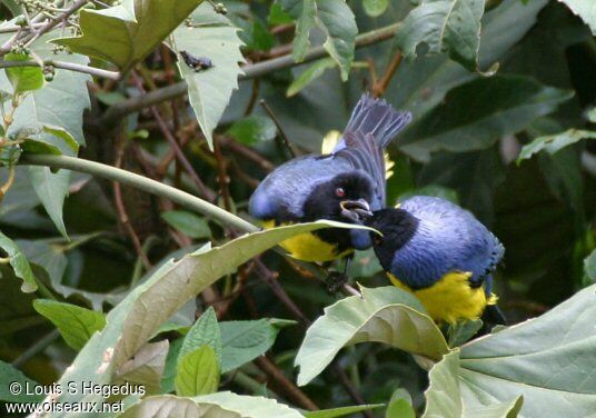 Hooded Mountain Tanager