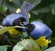 Hooded Mountain Tanager