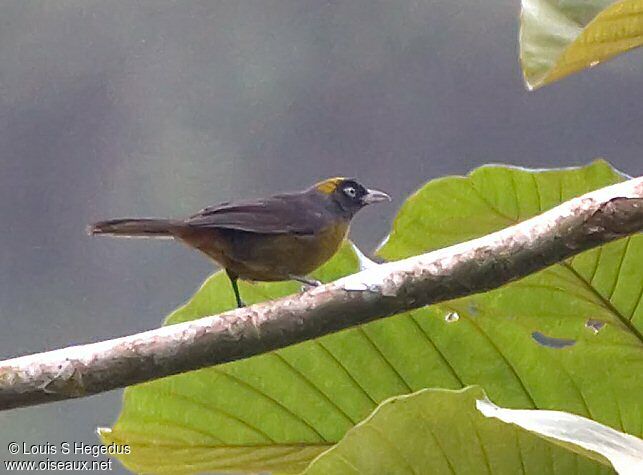 Dusky-faced Tanager