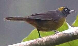 Dusky-faced Tanager