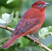 Red Tanager