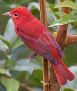 Summer Tanager