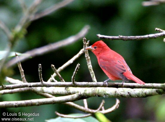 Summer Tanager