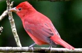 Summer Tanager