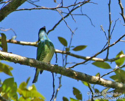 Tersine hirondelle