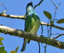 Swallow Tanager