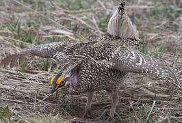 Sharp-tailed Grouse