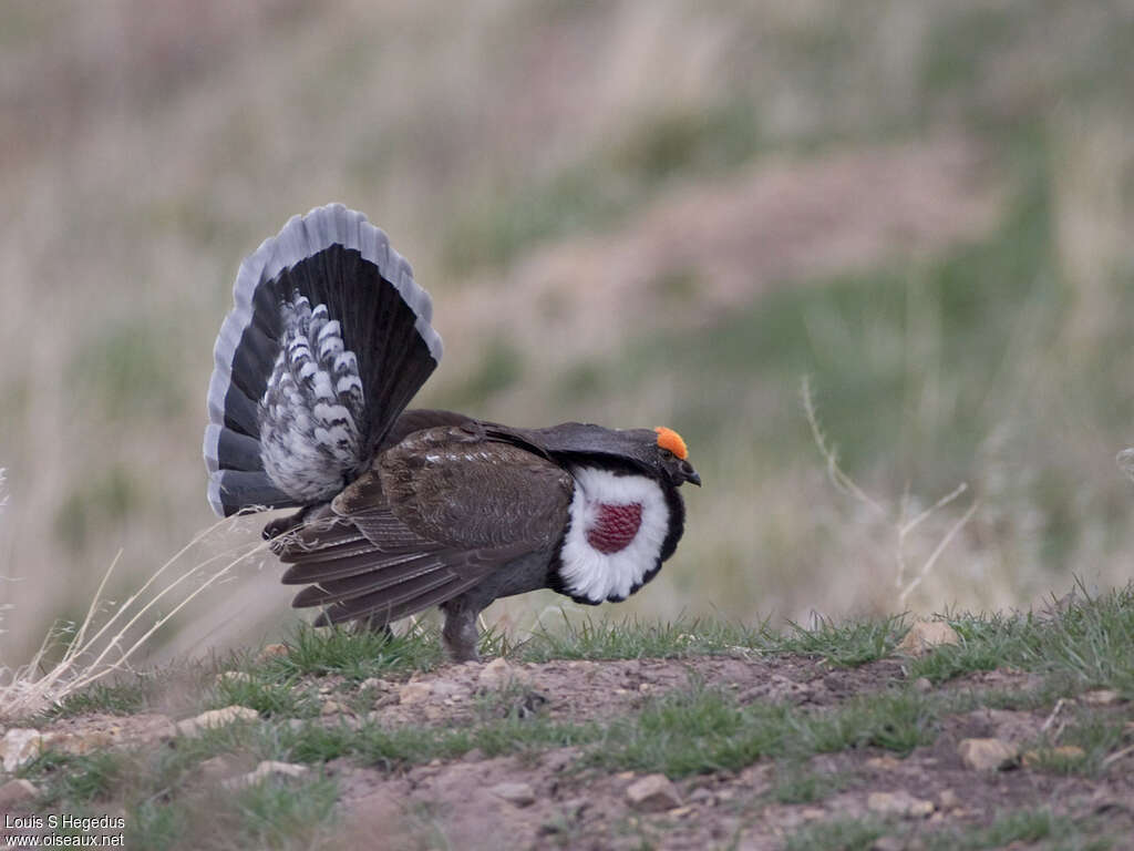 Dusky Grouse