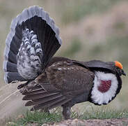 Dusky Grouse