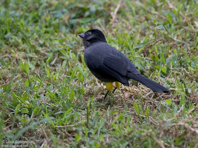 Yellow-thighed Finch