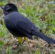 Yellow-thighed Brushfinch